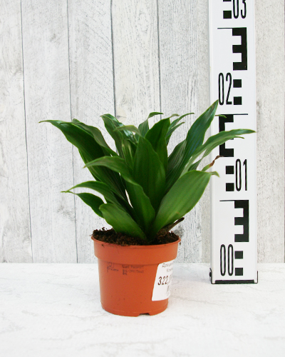 Драцена фрагранс Компакта (Dracaena fragrans/deremensis Compact)