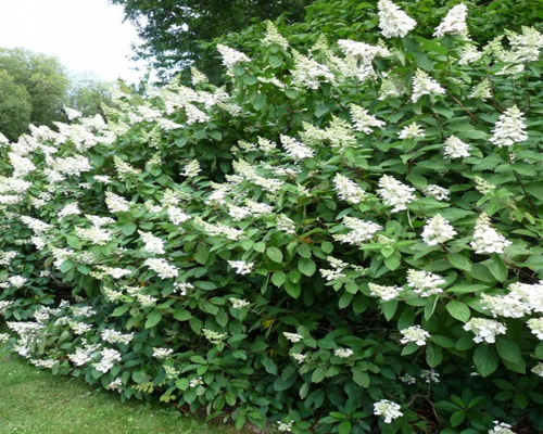 Гортензия метельчатая Тардива (Hydrangea paniculata Tardiva) Гортензия метельчатая Тардива (Hydrangea paniculata Tardiva)