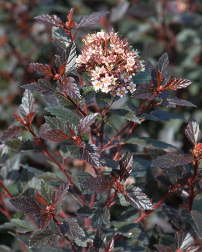 Пузыреплодник калинолистный Литтл Джокер (Physocarpus opulifolius Little Joker)