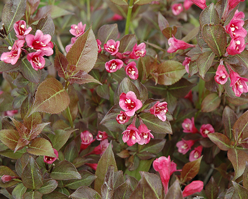 Вейгела цветущая Танго (Weigela florida Tango)