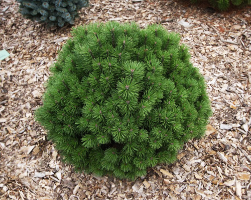 Сосна горная Хессе (Pinus mugo Hesse)