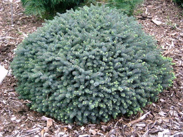 Ель канадская Эхиноформис (Picea glauca Echinoformis)