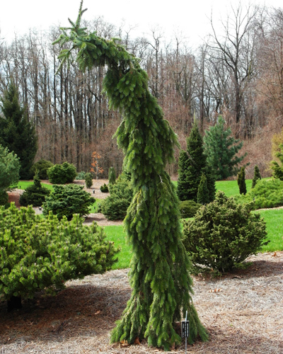 Ель сербская Пендула Брунс (Picea omorica Pendula Bruns)