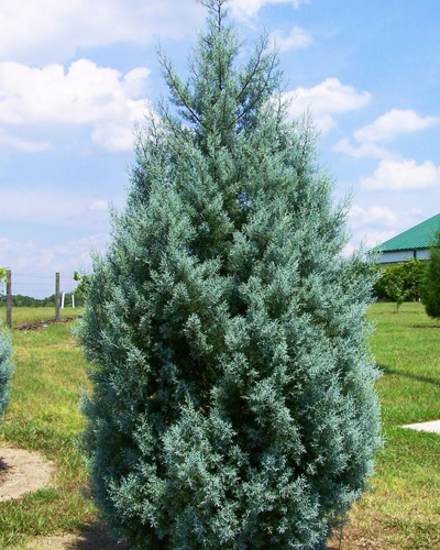 Можжевельник скальный Моффат Блю (Juniperus scopulorum Moffat Blue)