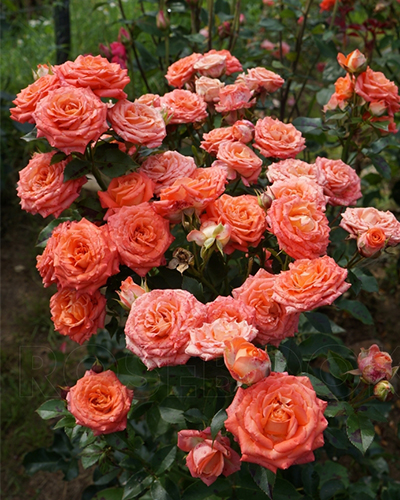 роза Келли роза Келли