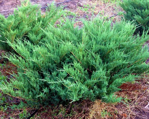 Можжевельник казацкий Блю Дануб  (Juniperus sabina Blue Danube)