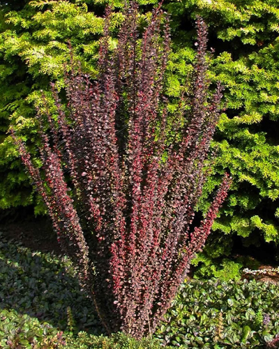 Барбарис тунберга Хелмонд Пиллар (Berberis thunbergii Helmond Pillar)