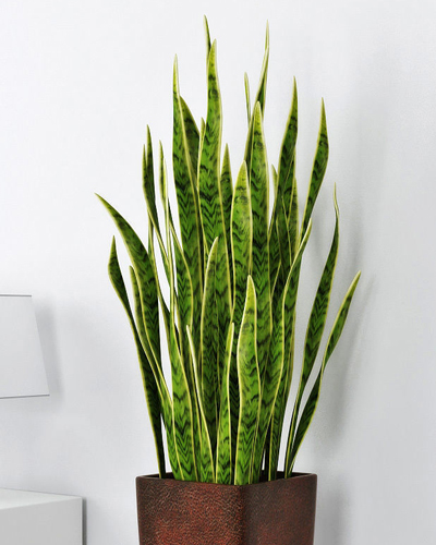 сансев лаур