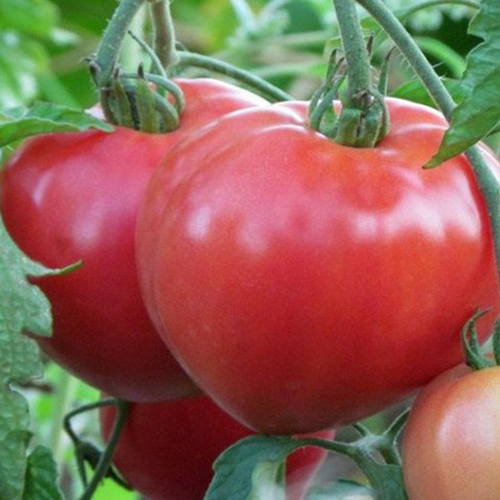 Томат Розовый Гигант