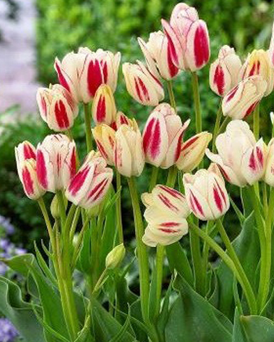 Тюльпан Multi Flowering Candy Club