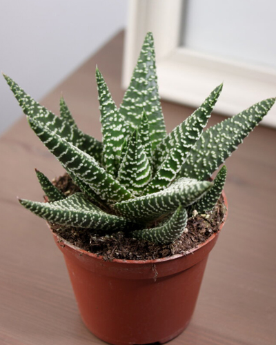 Хавортия Роял Хайнесс (Haworthia Royal Highness)