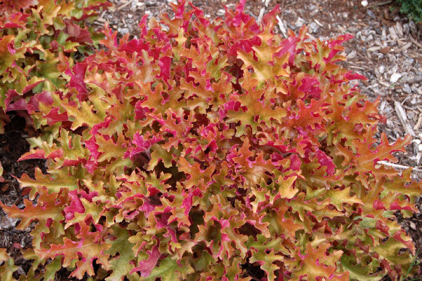 Heuchera Marmalade
