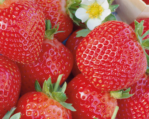 Клубника Селекта