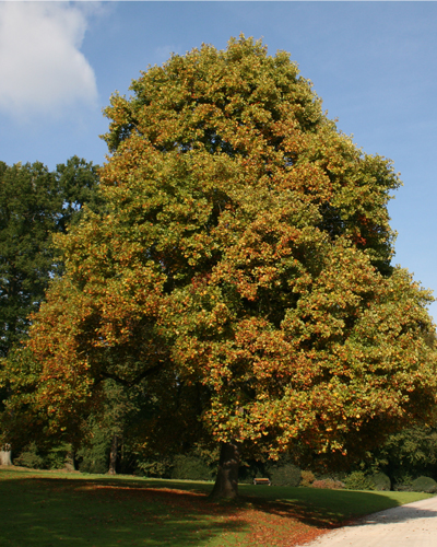 Лириодендрон тюльпановый (Liriodendron tulipifera)
