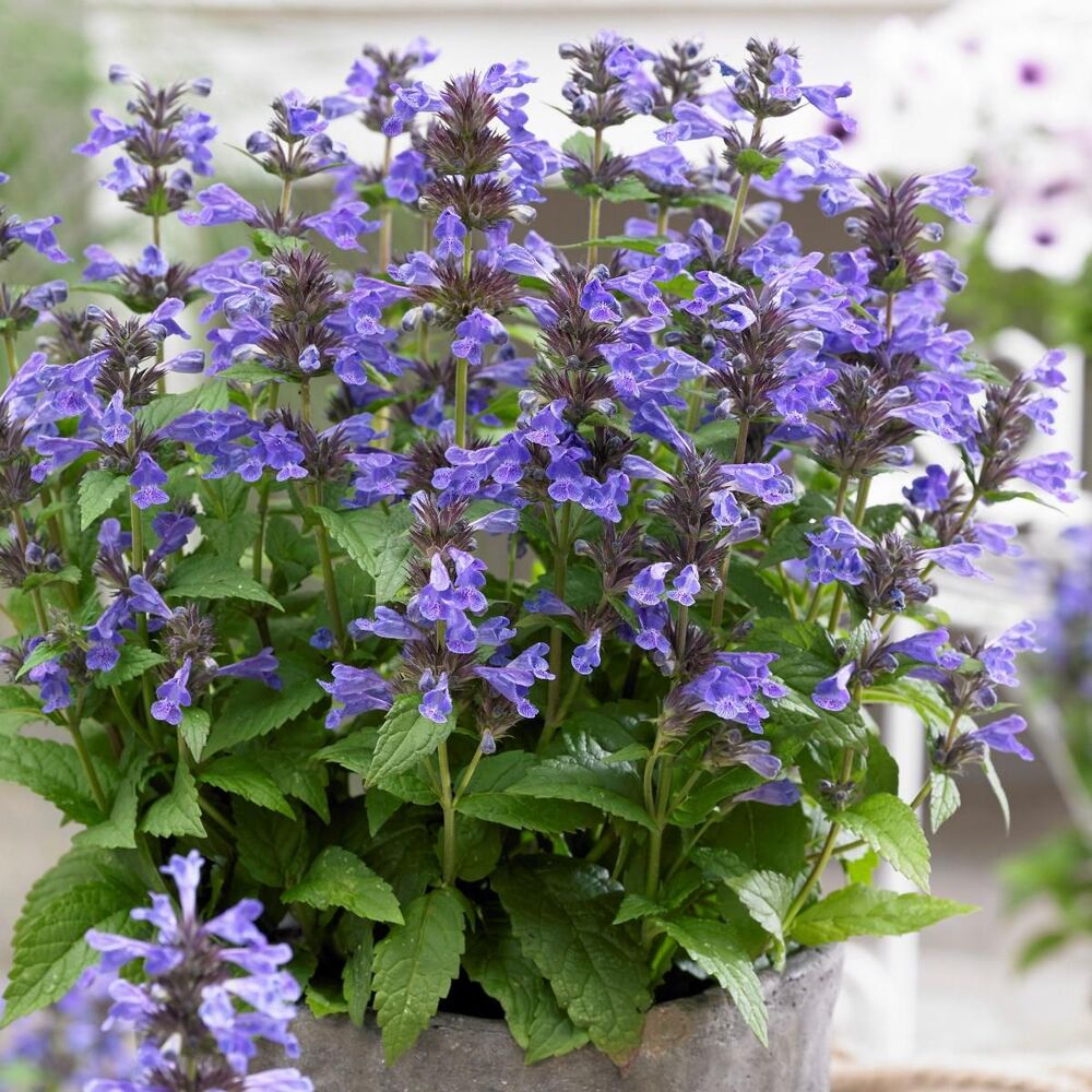Nepeta nervosa Neptune