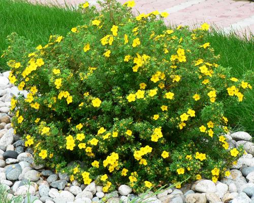 Лапчатка кустарниковая Кобольд (Potentilla fruticosa Kobold)