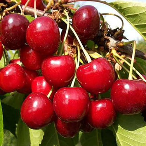 Черешня Сказка