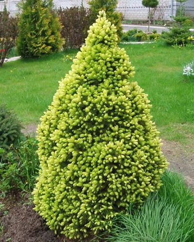 Ель канадская Сан он зе Скай (Picea glauca Sun on the Sky)