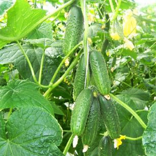 Огурец Хасбулат