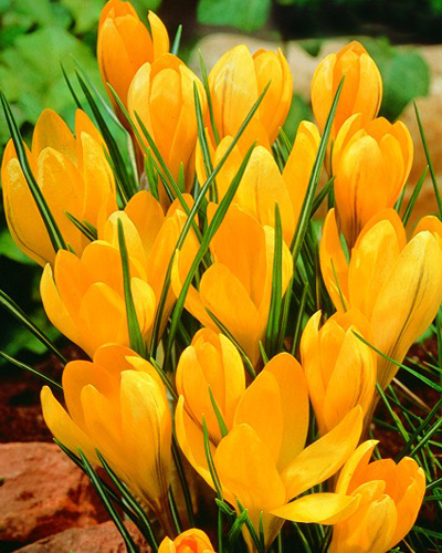 Крокус large flowering Golden Yellow