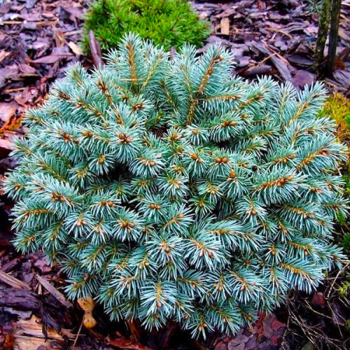 Ель колючая Блю Болл (Picea pungens Blue Ball)
