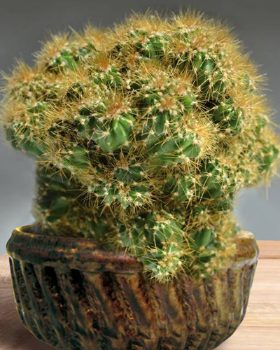 Цереус перуанский Микс (Cereus peruvianus)