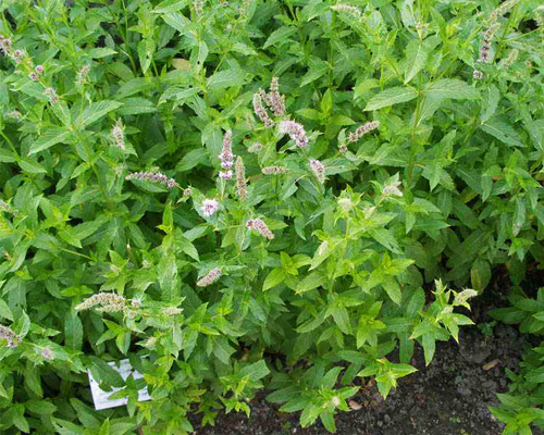 Мята перечная (Mentha piperita)