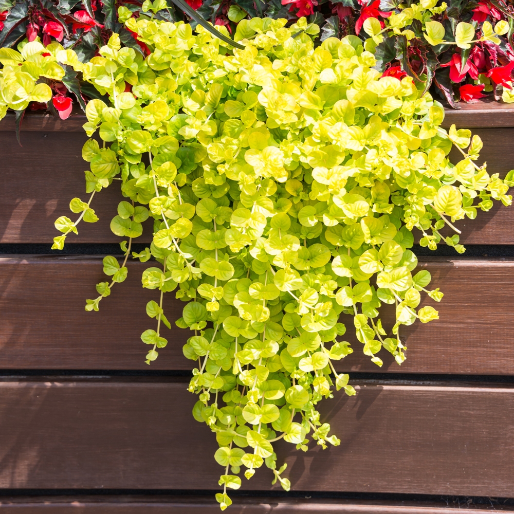 Lysimachia nummularia Aurea