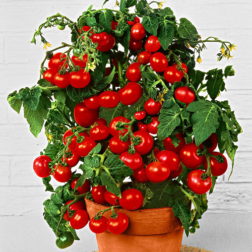 Томат черри Балконное чудо