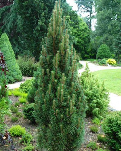 Сосна черная Ричард (Pinus nigra Richard)