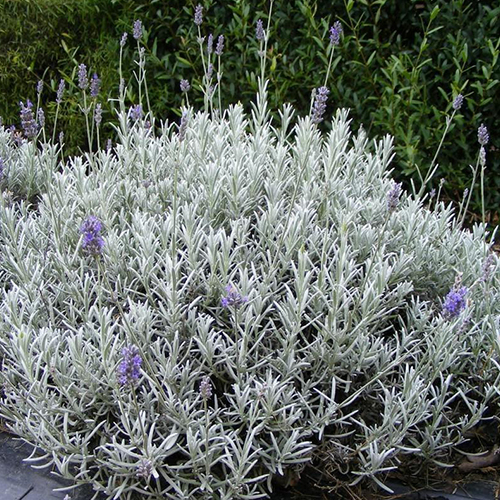 Лаванда узколистная Ричард Грей (Lavandula angustifolia Richard Grey)