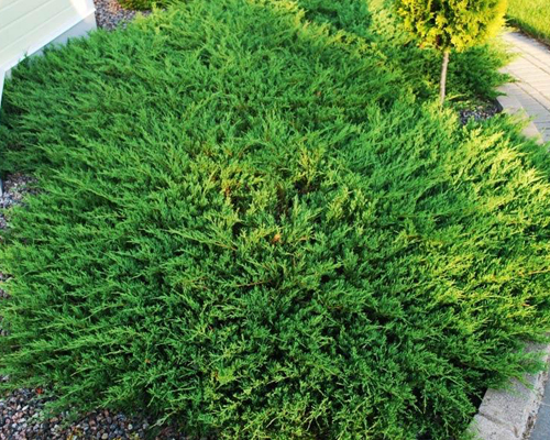 Можжевельник горизонтальный Андорра Компакта (Juniperus horizontalis Andorra Compact)