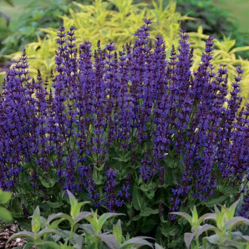 Шалфей дубравный Блю Куин (Blue Queen)