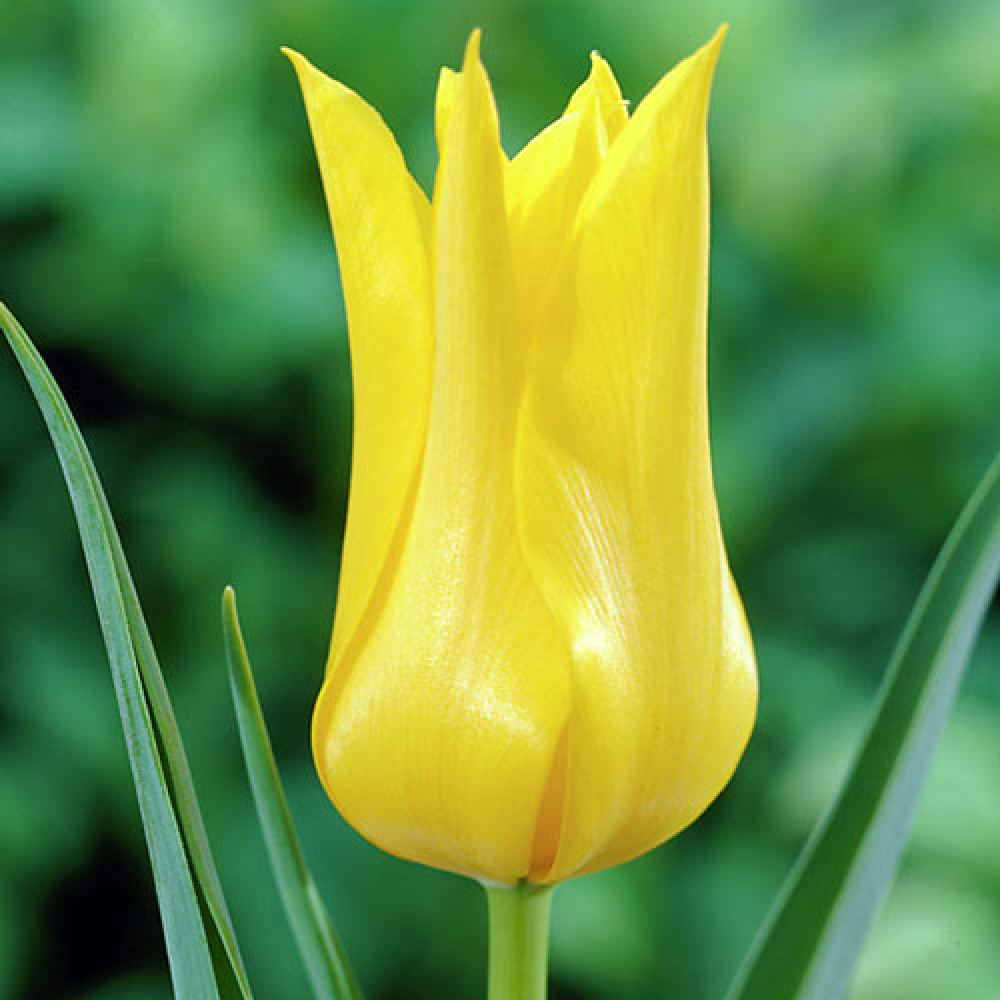 Тюльпан Lily-flowered Ballade Gold