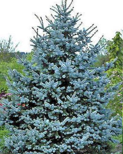 Ель колючая Роял Блю (Picea pungens Royal Blue)