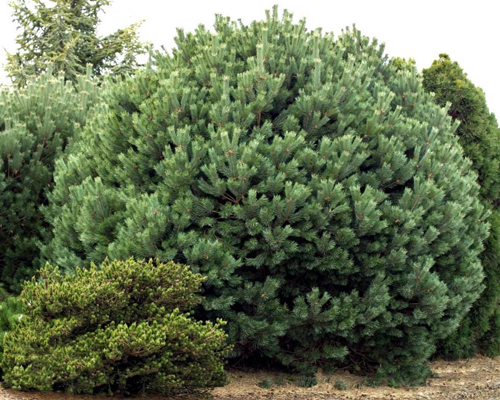 Сосна обыкновенная Глаука Нана (Pinus sylvestris Glauca Nana) 
