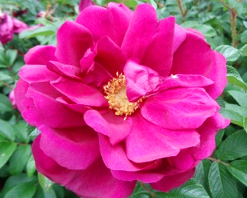 Роза-ругоза Эмоушн (Rose-rugosa Emotion) Роза-ругоза Эмоушн (Rose-rugosa Emotion)