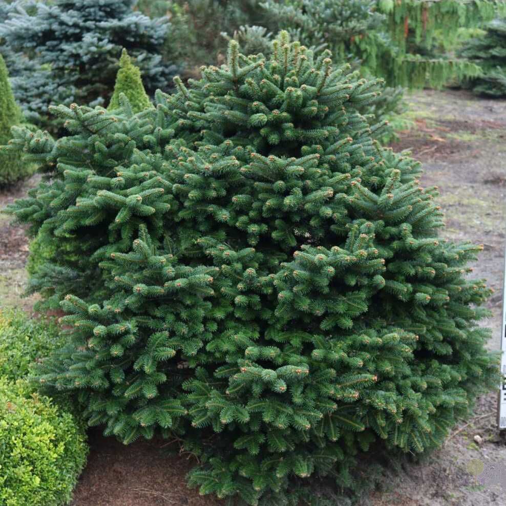 Abies cephalonica Meyer`s Dwarf