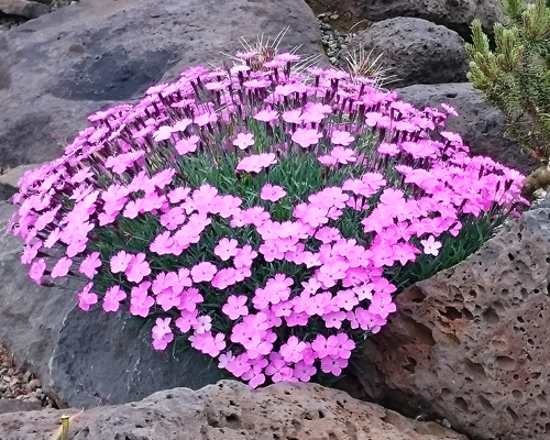 Гвоздика перистая Розовое крыло (Dianthus plumarius)