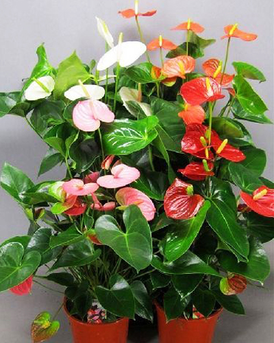 Антуриум Андре микс (Anthurium аndreanum)
