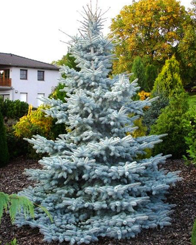 Ель колючая Хупси (Picea pungens Hoopsii)