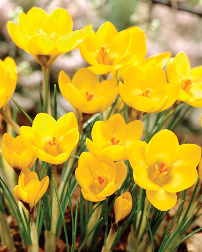 Крокус large flowering Yellow Mammouth