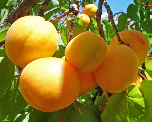 Абрикос Шалах