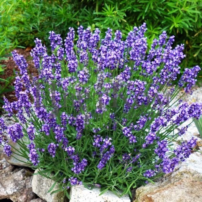 Лаванда узколистная Элеганс Пурпл (Elegance Purple)