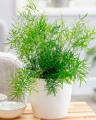 Аспарагус шпренгера (Asparagus densiflorus Sprengeri)