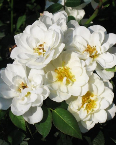 роза Кент (Kent)