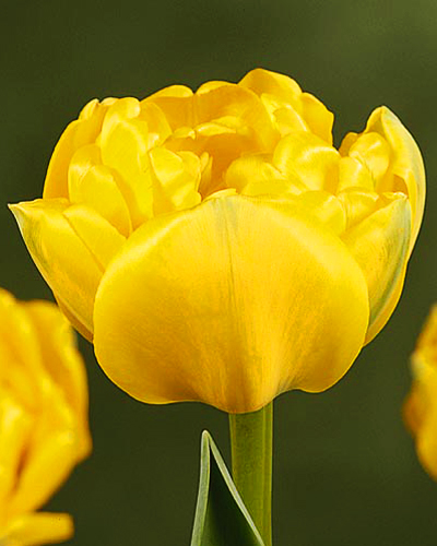 Тюльпан Double Late Yellow Pompenette