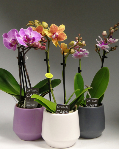 Фаленопсис Mini MIX (Phalaenopsis mini)