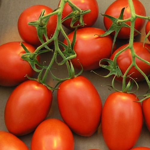 Томат Сливка (медовая) красная