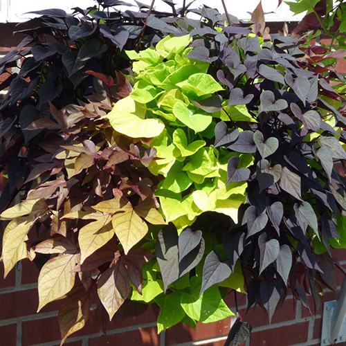 Ипомея Микс